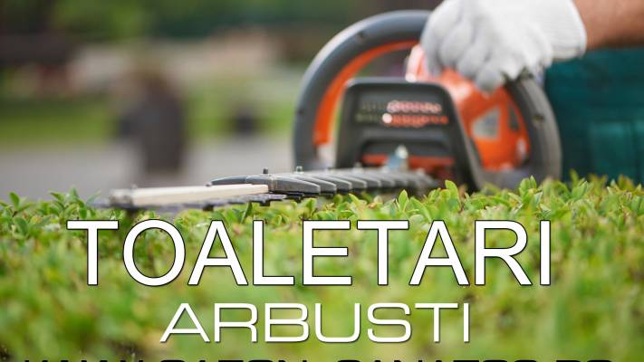 Toaletari Leylandii Gard Viu